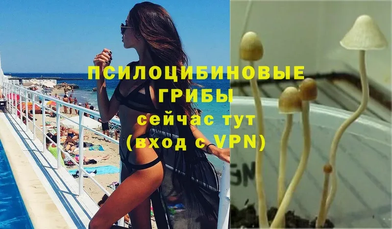 Галлюциногенные грибы Psilocybine cubensis  Вытегра 